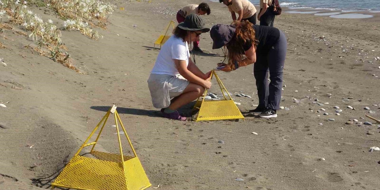 Çıkışlar Tamamlandı, Son Yavrular Denizle Buluştu