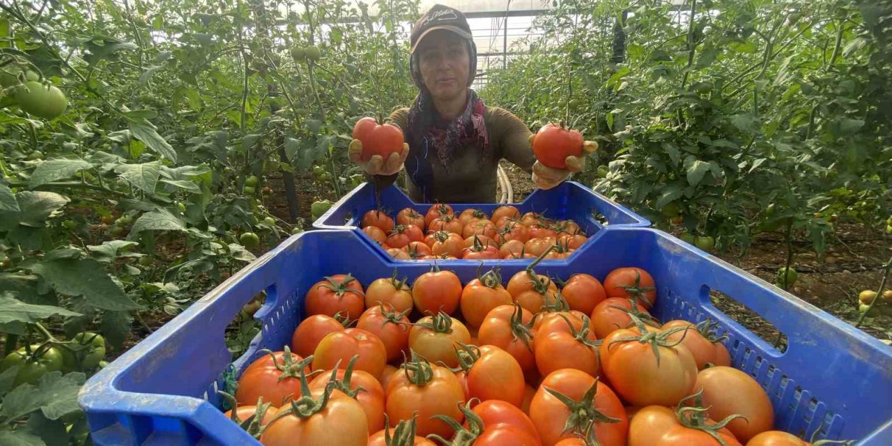Domateste İlk Hasatlar Gelmeye Başladı