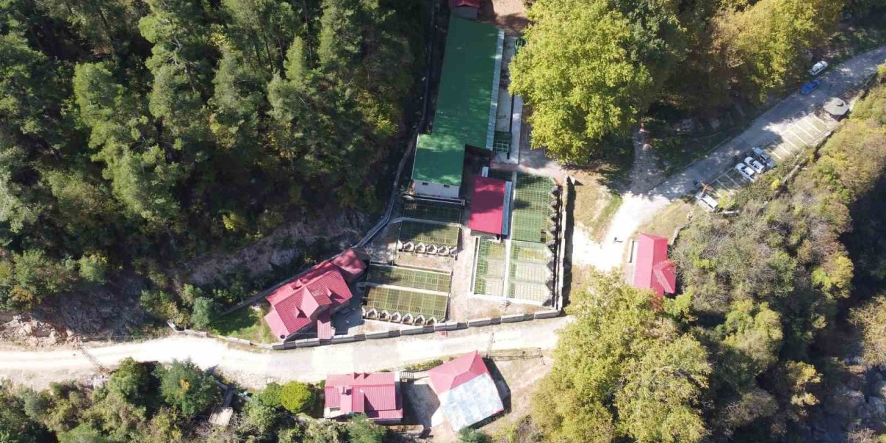 Her Yıl 1 Milyon 100 Bin Kırmızı Benekli Yavru Orman İçi Sularıyla Buluşuyor