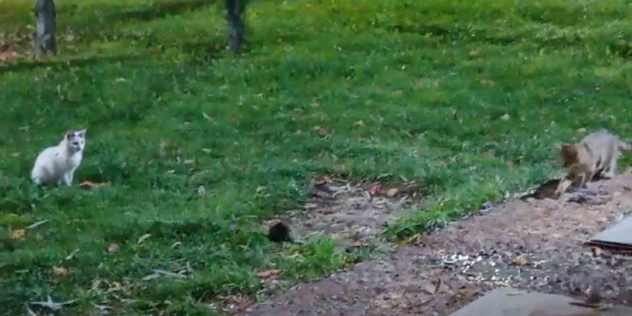 Bu Sefer Fare Kedileri Kovaladı