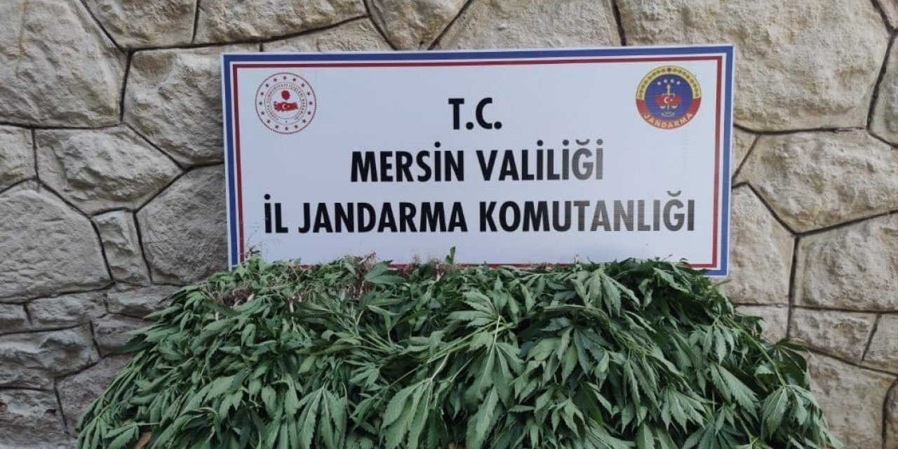 Mersin’de Uyuşturucu Serası Kuran Şüpheli Yakalandı