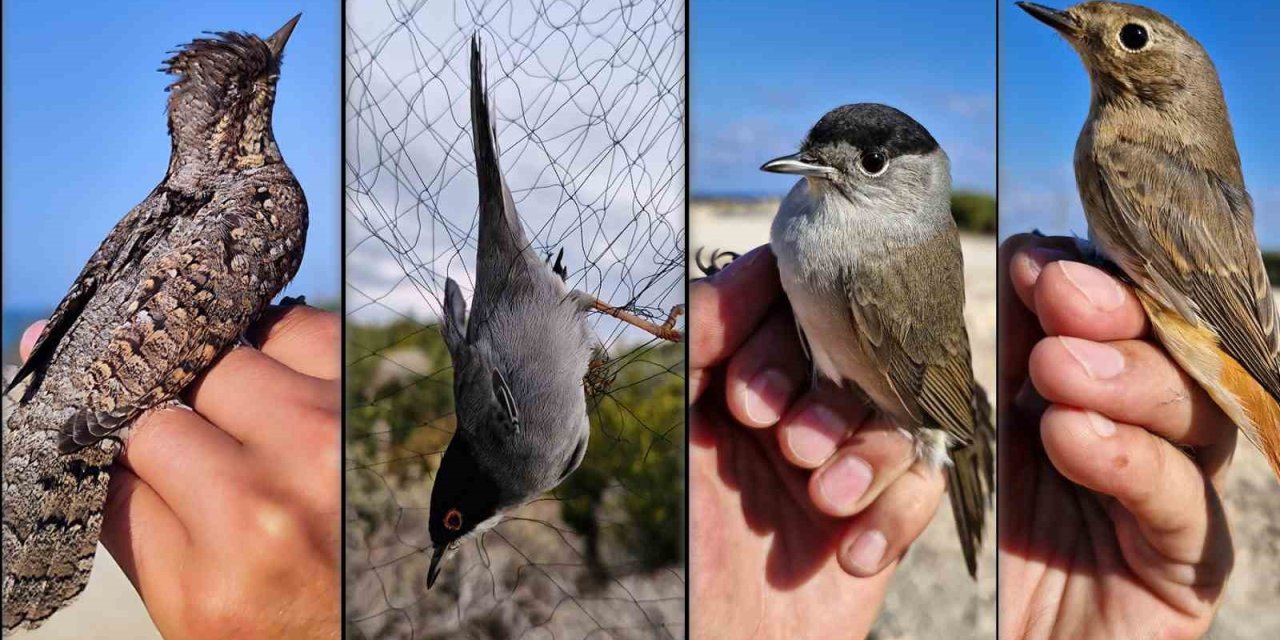 Alkü Öncülüğünde Kıbrıs’ın İlk Kuş Halkalama İstasyonu Kuruldu
