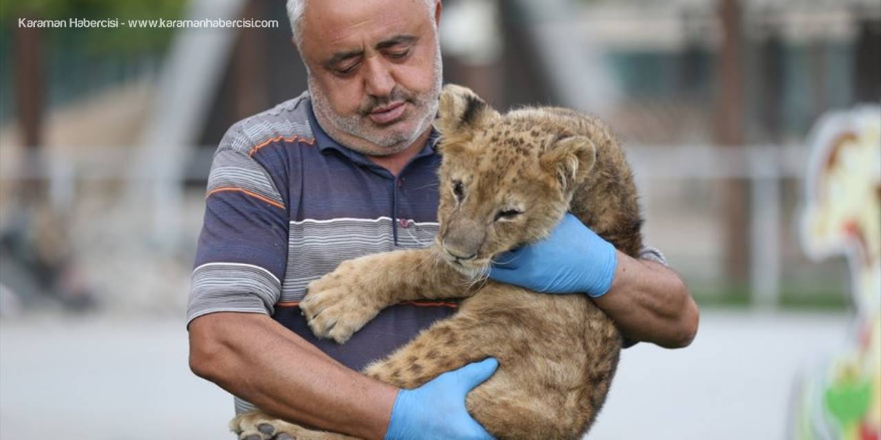 Hayvanat Bahçesinin Kralı "Pusat"a Bakıcı Şefkati