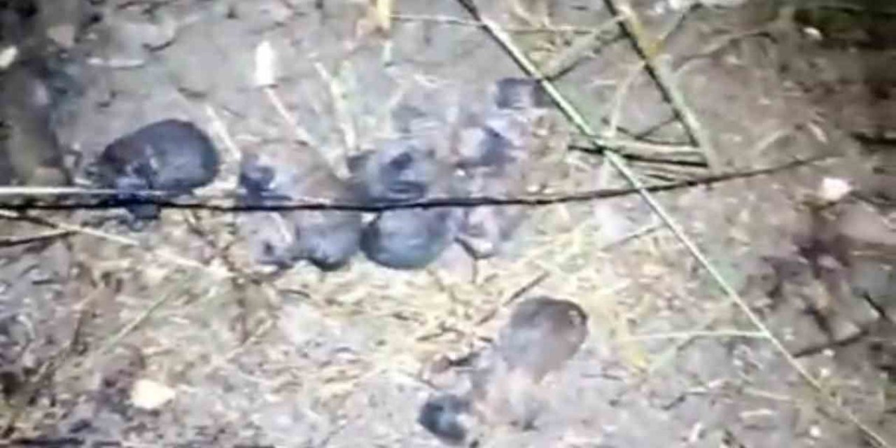 Tarsus’ta Yavru Köpekler Alevlerden Kurtarıldı