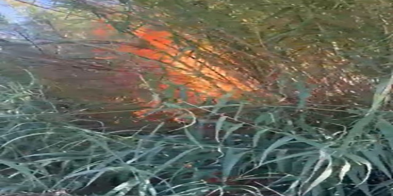 Serik’te Kargılık Alanda Yangın: 2 Dönüm Alan Zarar Gördü