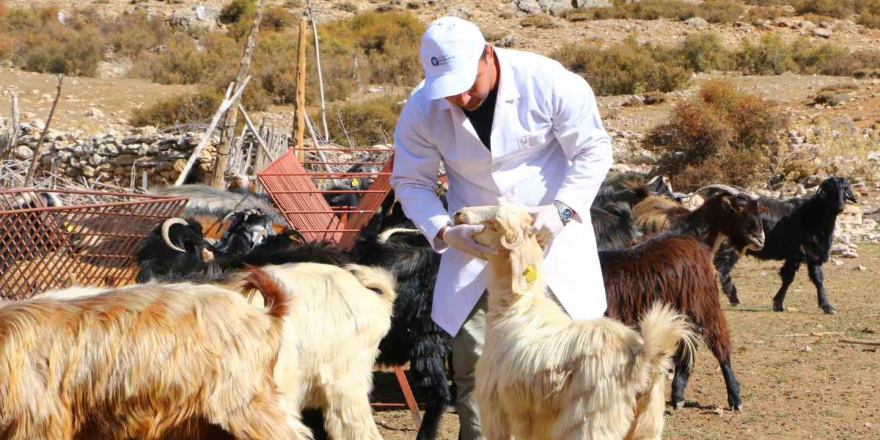 Elmalı’da Çoban Haritası Projesi Tamamladı