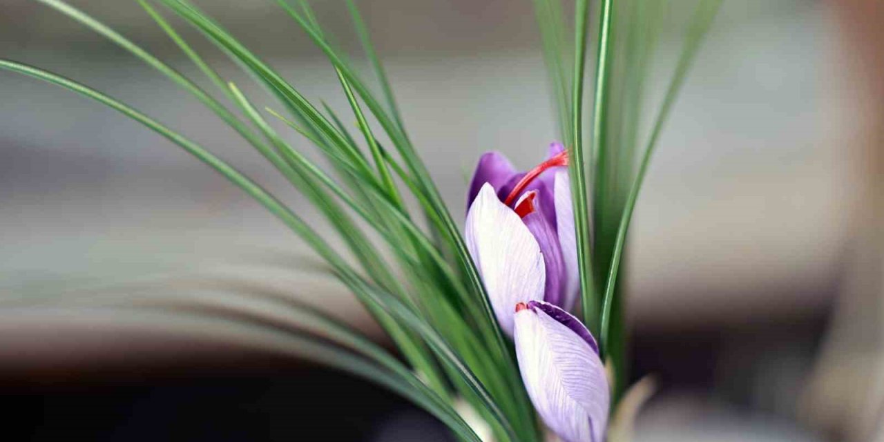 Talas Belediyesi’nin Topraksız Tarım Ürünü Safran Çiçek Açtı