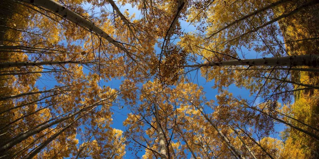 Başkan Özdoğan’dan Doğa Tutkunlarına Davet: "görmeyen Kalmasın"