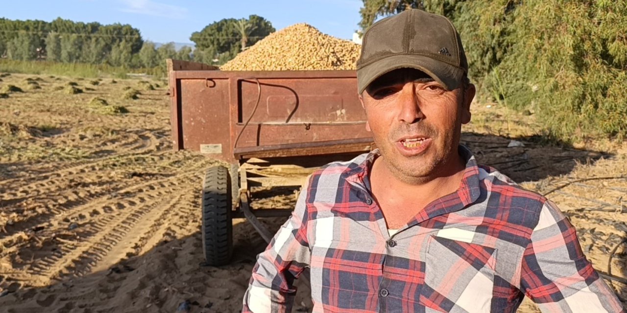 Manavgat’ta Yer Fıstığı Hasadı Başladı