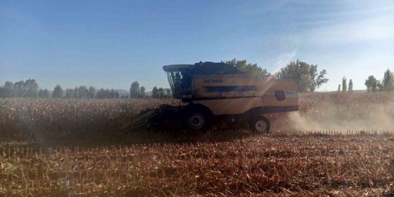Beylikova Belediyesi Danelik Mısır Hasadına Başladı