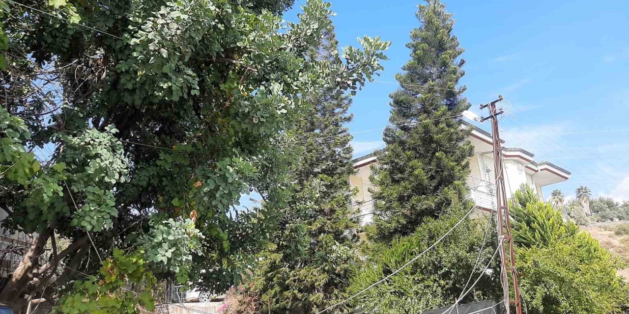 Antalya’da Ağaç Dalları Arasından Giden Elektrik Hattı Tedirginliği