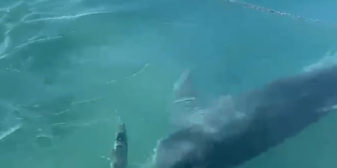 Yunusların Balık Avı