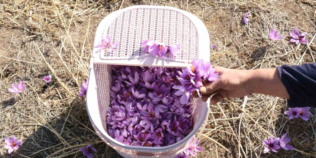 Eskişehir’de Safran Hasadı Gerçekleştirildi
