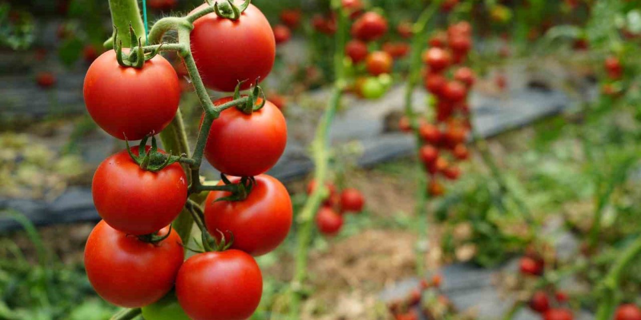 Antalya’da Ekim Ayında Domates Miktarı Geçen Aya Göre Arttı