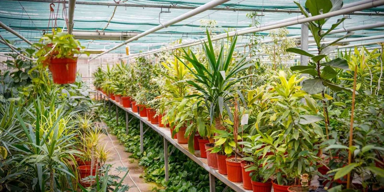 Kampüsün Dört Bir Yanını Kendi Ürettikleri Bitkilerle Süslüyorlar