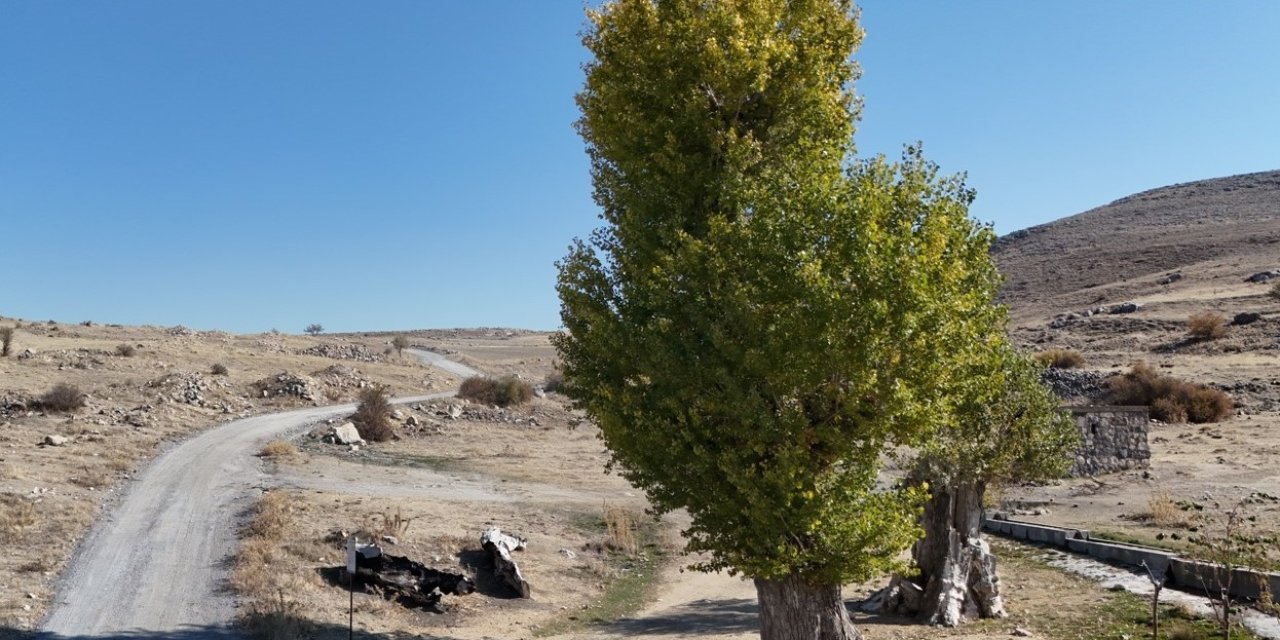 Asırlık Andon Kavakları Yıllara Meydan Okuyor