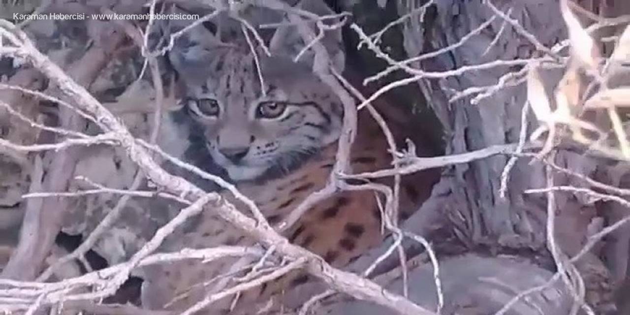 Mersin’de Vaşak Görüntülendi