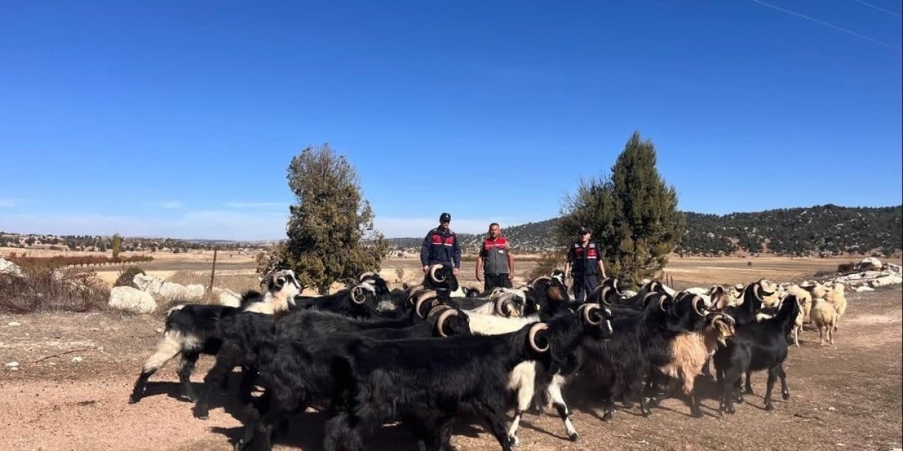 Kayıp Hayvanlar Jandarma Tarafından 4 Kilometre Uzakta Bulundu