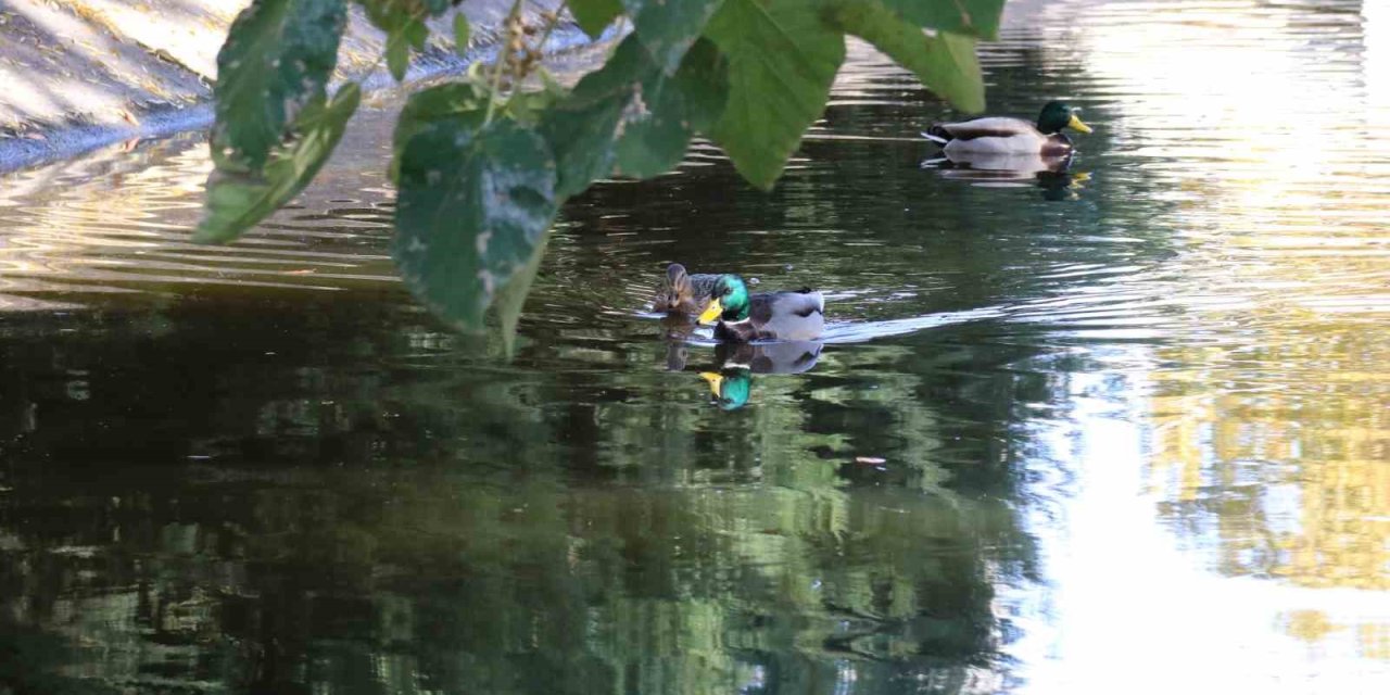 Sonbahar Renkleriyle Porsuk’ta Yüzen Ördeklerin Görüntüsü Mest Etti