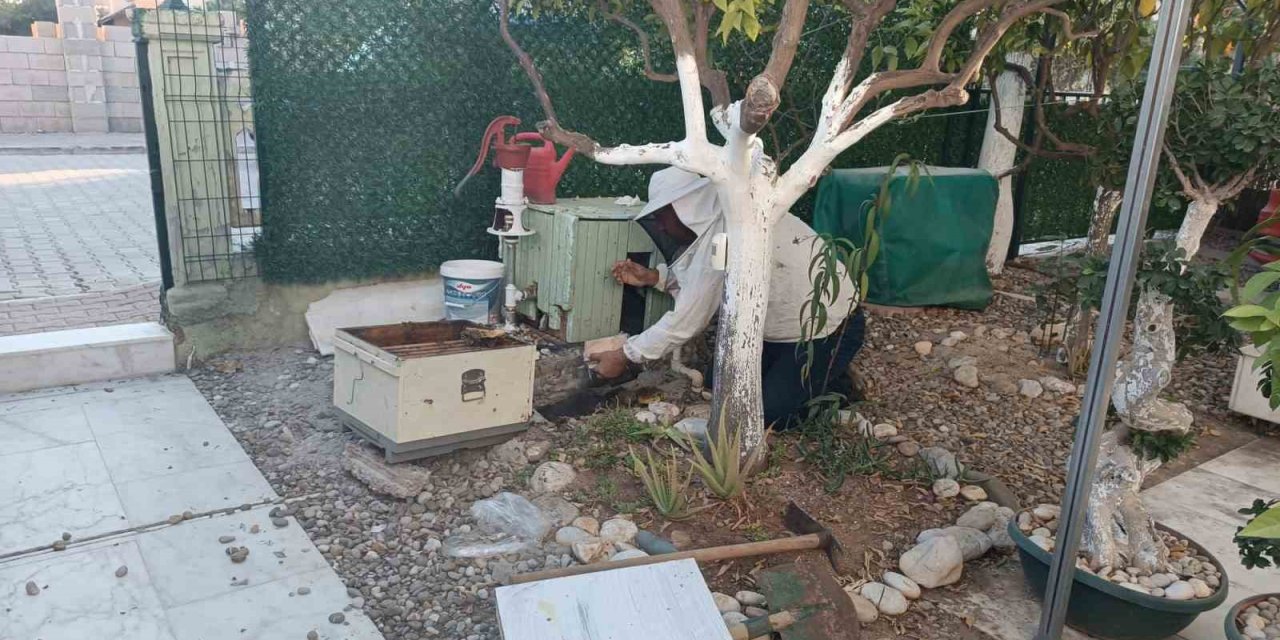 Yazlığına Geldiğinde Arı Kolonisiyle Karşılaştı, Zabıtayı Aradı