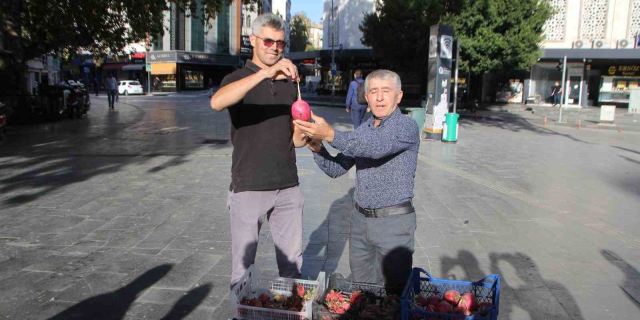 Antalyalı Üretici Trump Seçimi Kazanınca Ejder Meyvesi Ve Turp Dağıttı