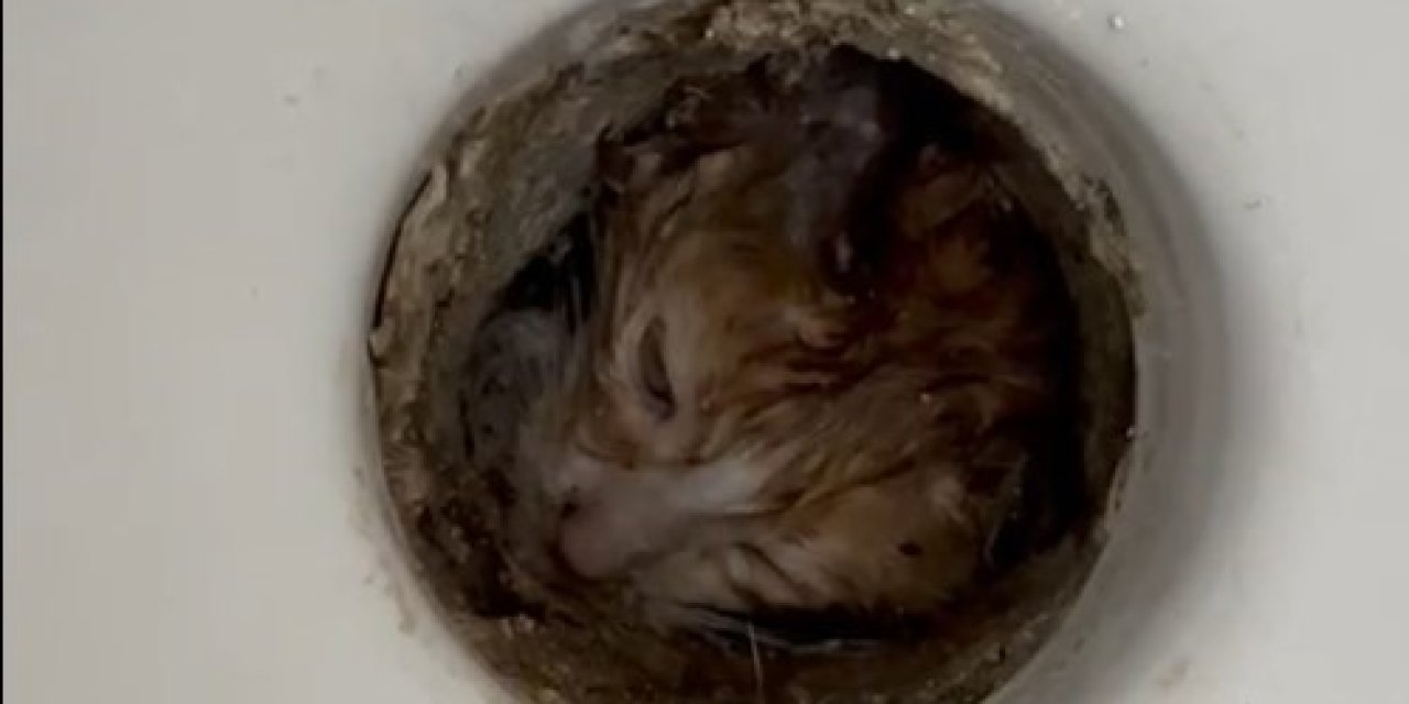 Isparta’da Tuvalet Giderine Sıkışan Yavru Kurtarıldı