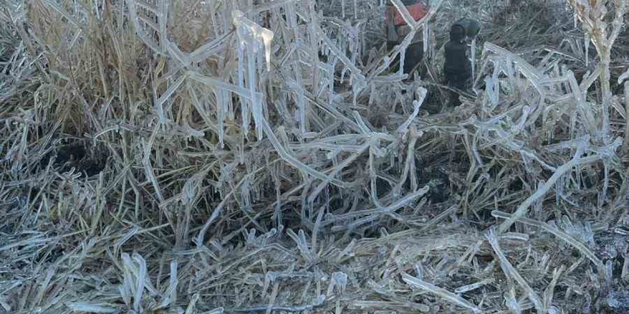 Eskişehir’de Bitkiler Buz Tuttu