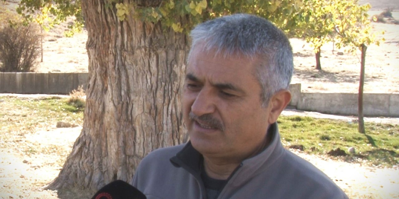 Türkiye’deki Anıt Ağaçlarda Mantar Tehlikesi