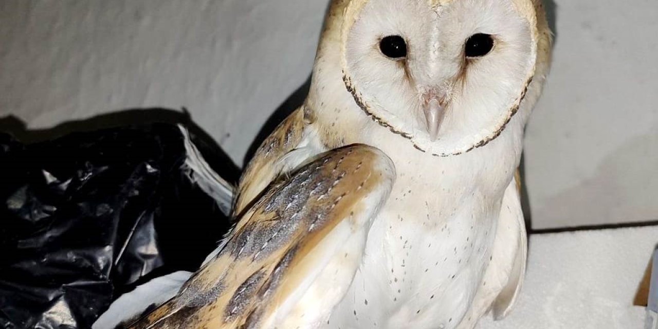 Konya’da Kanadı Kırık Bayağı Peçeli Baykuş Tedavi Altına Alındı