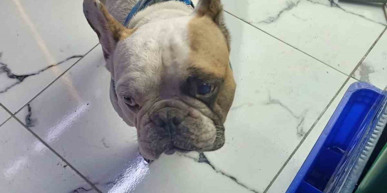 Köpeği Defalarca Direğe Vurarak Yaralayan Şahıs Gözaltına Alındı