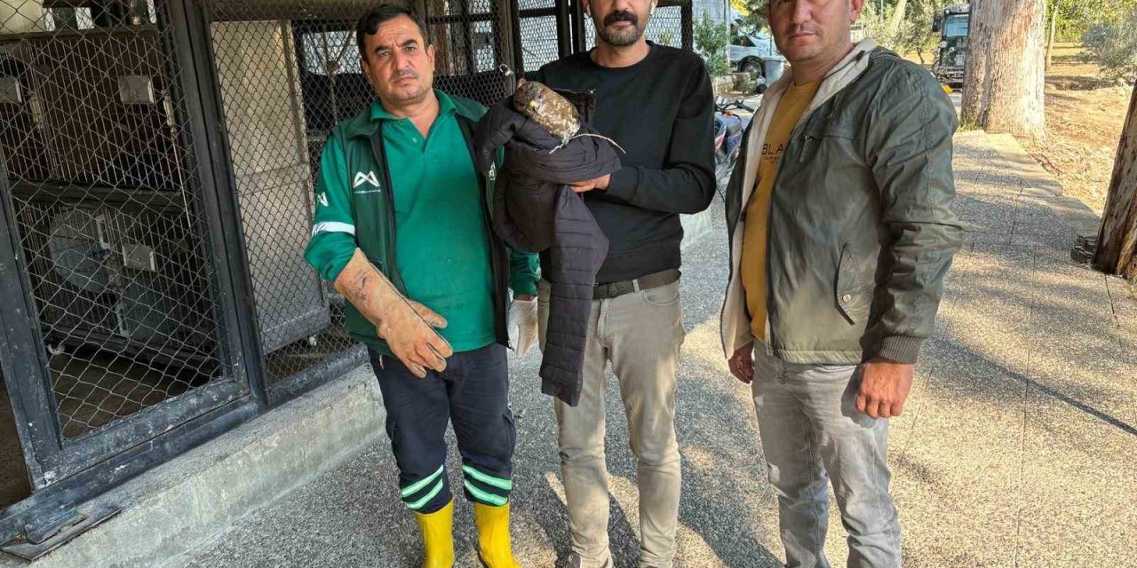 Belediye Personeli Yaralı Buldukları Doğanı Doğa Parkı’na Teslim Etti