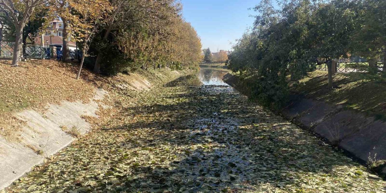 Sonbaharda Dökülen Yapraklar Porsuk Çayı Yüzeyini Kapladı