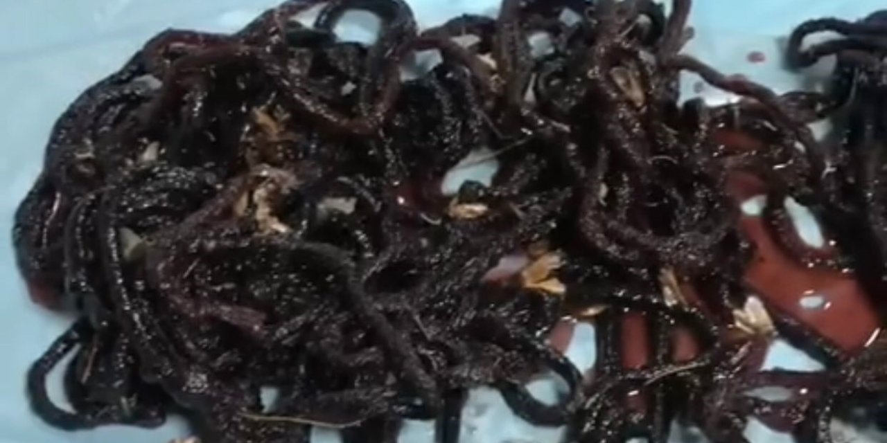 Yasadışı Gece Kelebeği Avına 380 Bin Tl Ceza