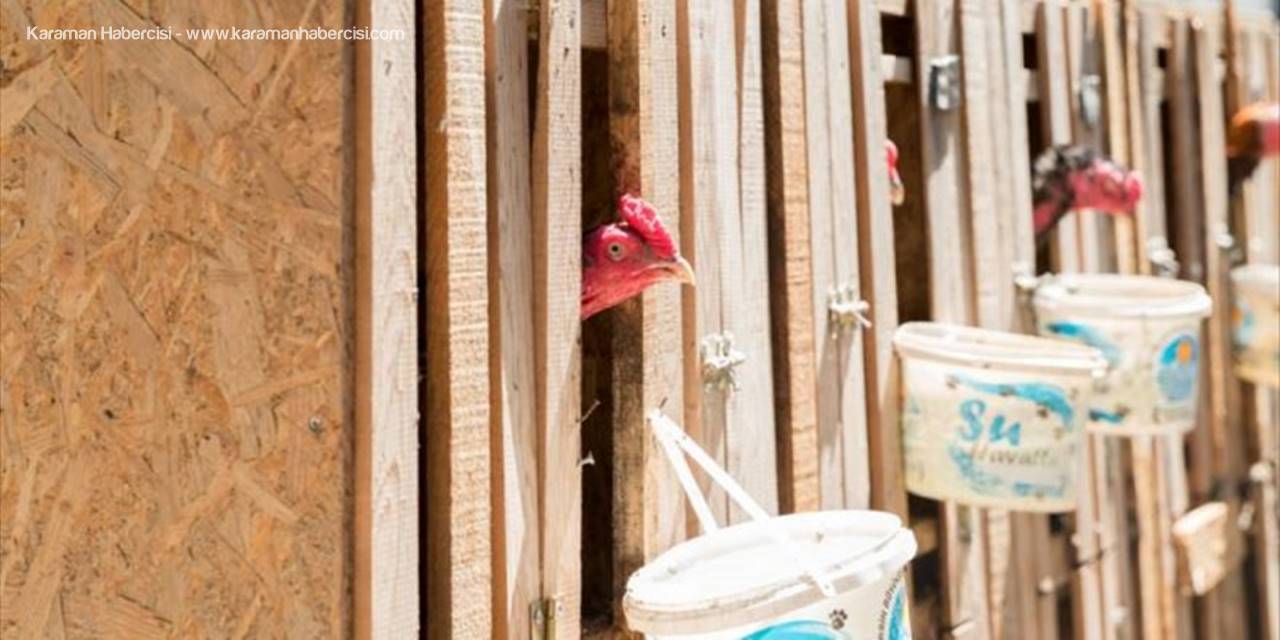 Dövüş İçin Kullanılan Horozlara Yardım Eli