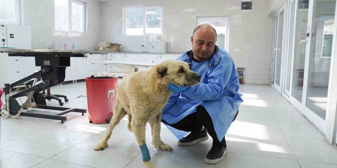 Talihsiz Köpek İyileşme Sürecinde
