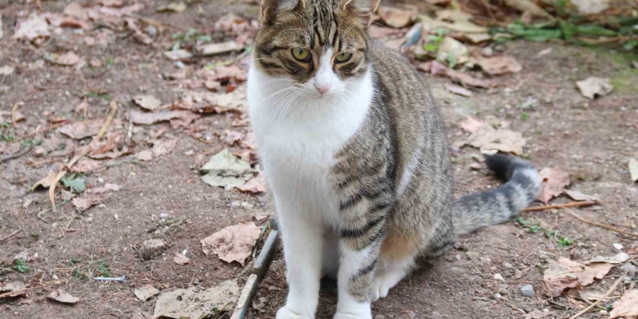 Belinden Ağaca İple Asılan Kediyi Vatandaşlar Kurtardı