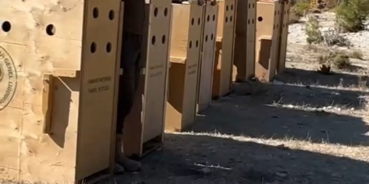 Antalya’da 8 Dişi Alageyik Yeni Yaşam Alanlarına Kavuştu