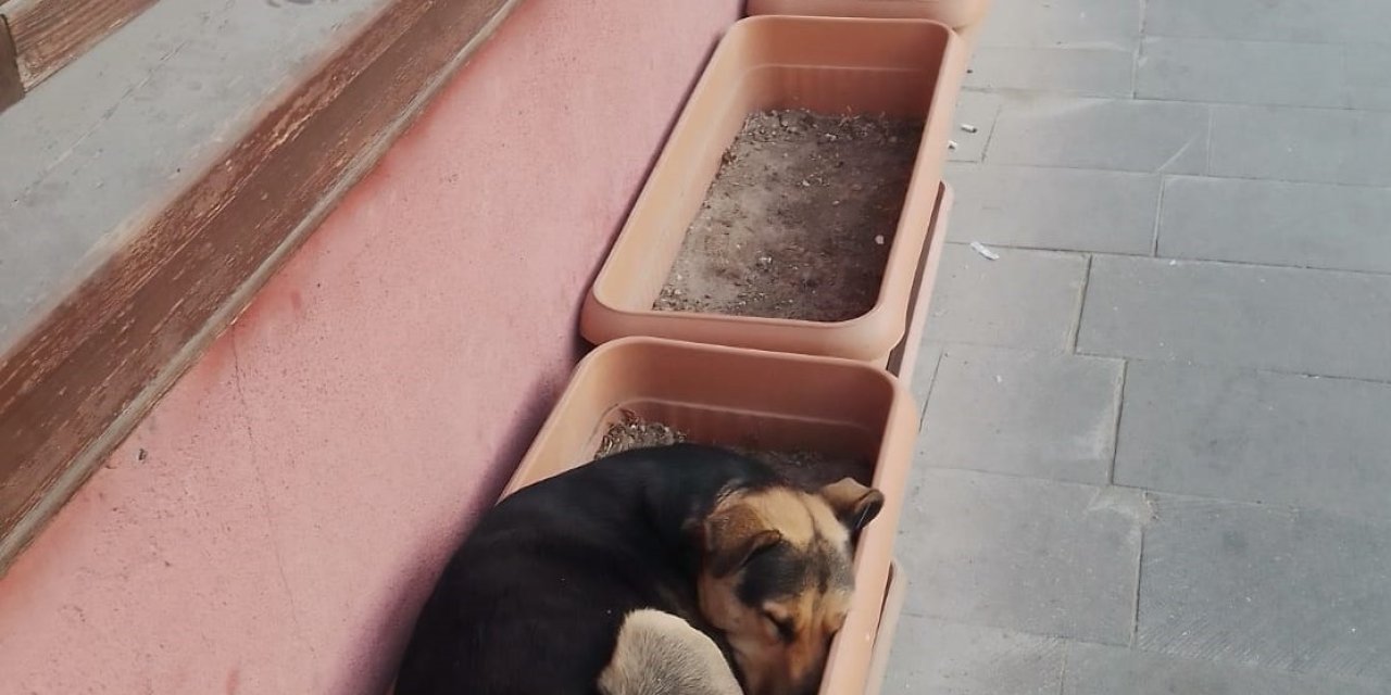 Bu Köpekler İşlerini Biliyor
