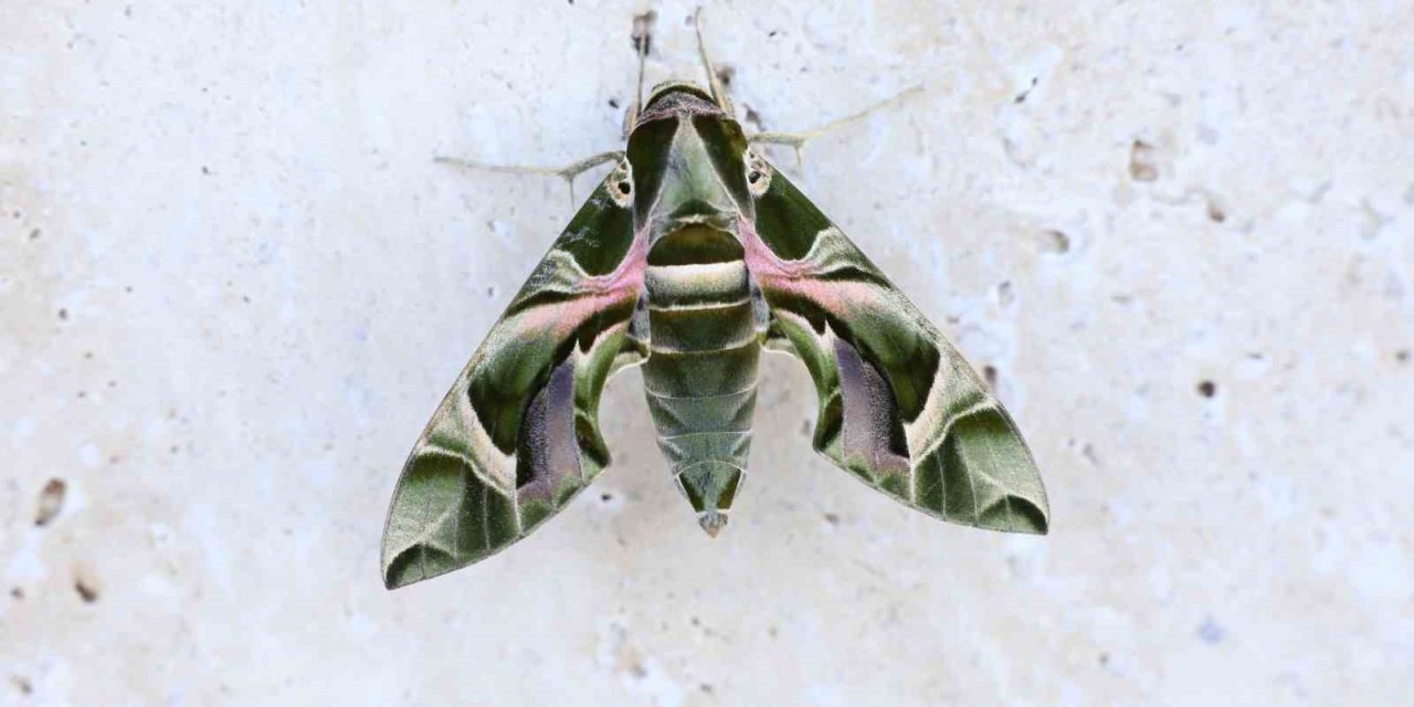 Alanya’da Mekik Kelebeği Görüntülendi
