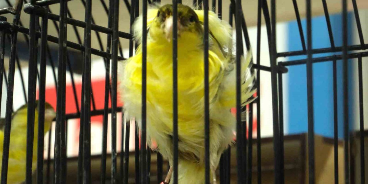 En Güzel Kuşlar Mersin’de Yarıştı