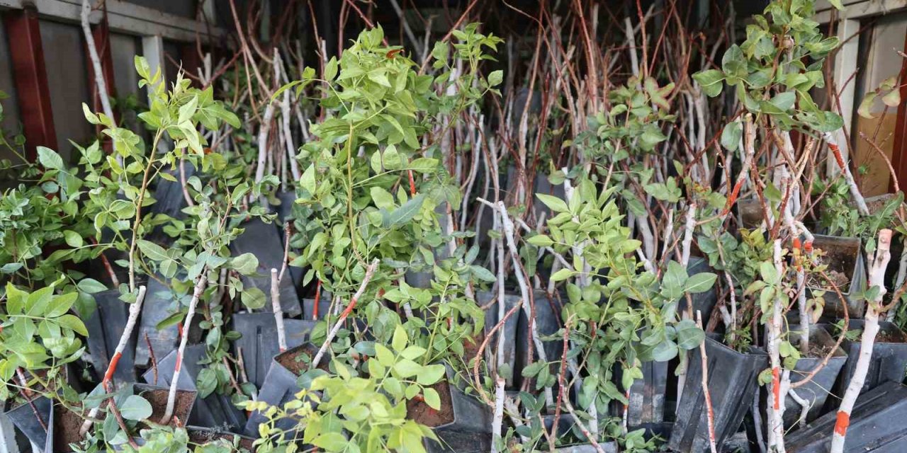 Başkan Altay: "pilot 3 İlçemizde Çiftçilerimize Antep Fıstığı Fidanı Desteğinde Bulunduk"