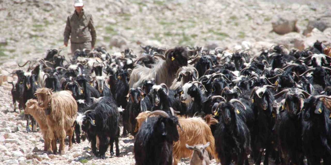 Antalya’da Yörüklerin Yayladan Dönüşü Başladı