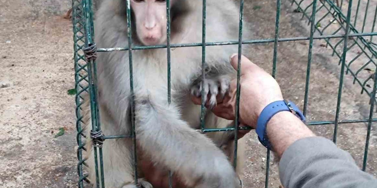 Antalya’da İzinsiz Rhesus Maymununu Besleyen Şahsa 8 Bin 322 Lira Para Cezası Uygulandı
