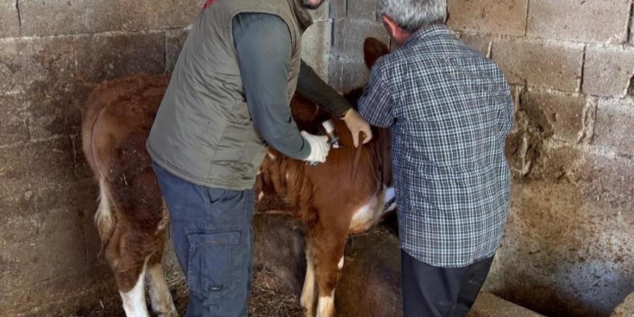 Gazipaşa’da Hayvan Sağlığı İçin Aşılama Seferberliği