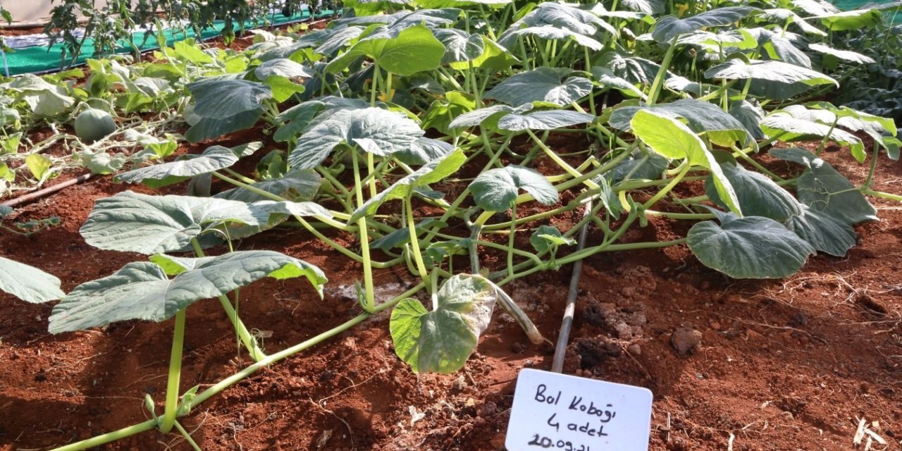 Ata Tohumları Akdeniz Üniversitesi’nde Yeşerdi