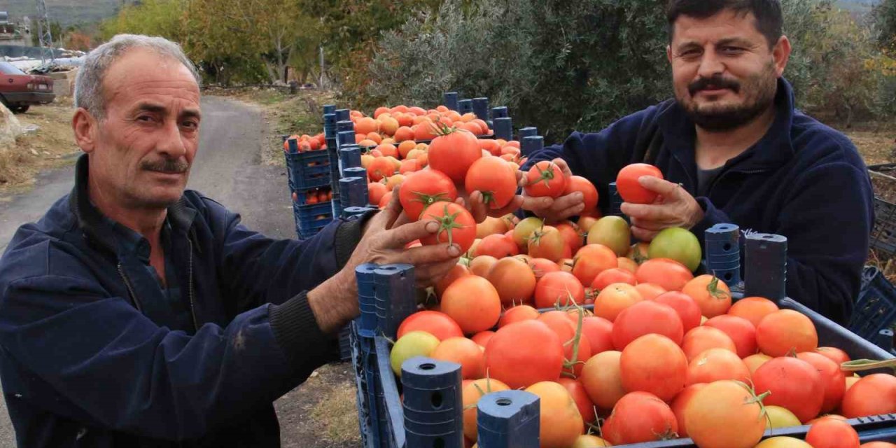 Bu Sezon Üreticisinin Yüzü Güldü: Kış Mevsiminde Açıkta Domates Hasadı Sürüyor