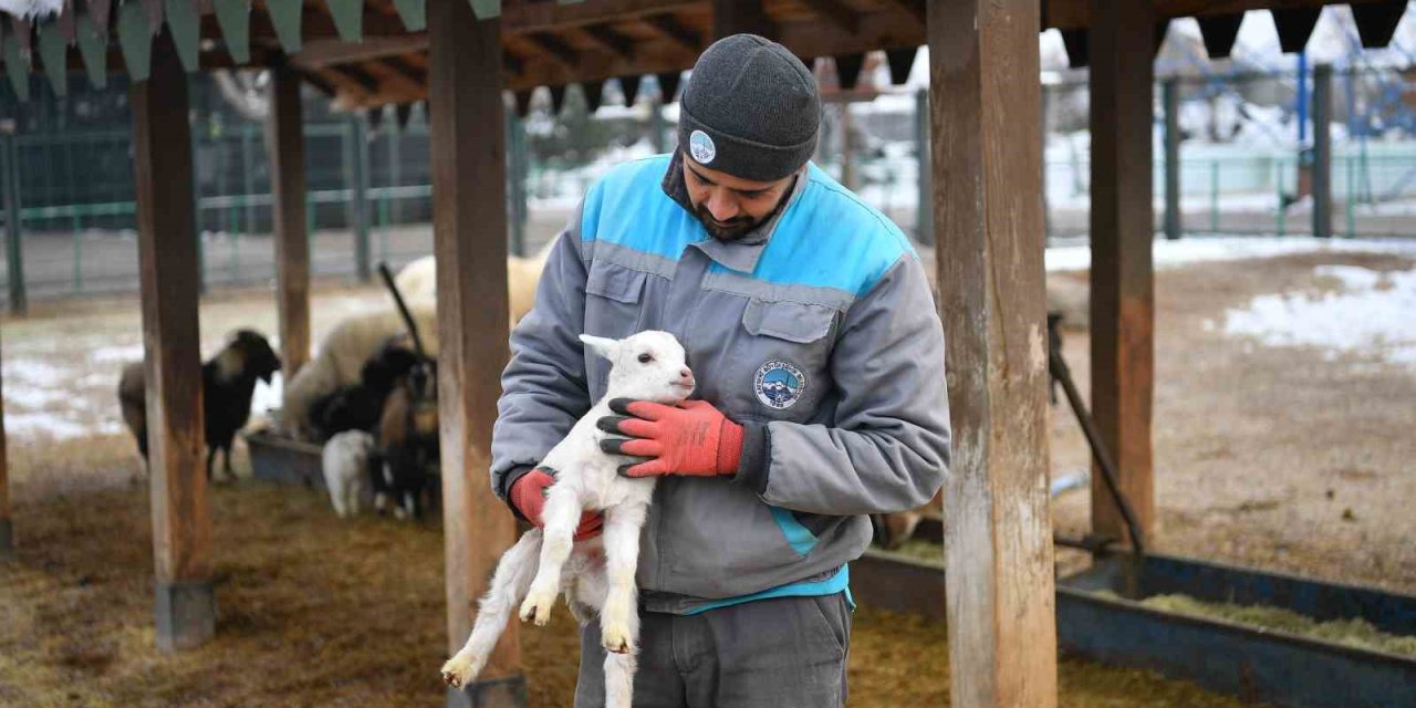 Hayvanat Bahçesi Misafirlerine Kış Desteği