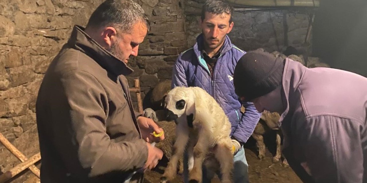 Beyşehir’de Küçükbaş Hayvanlar Sağlık Taramasından Geçiriliyor