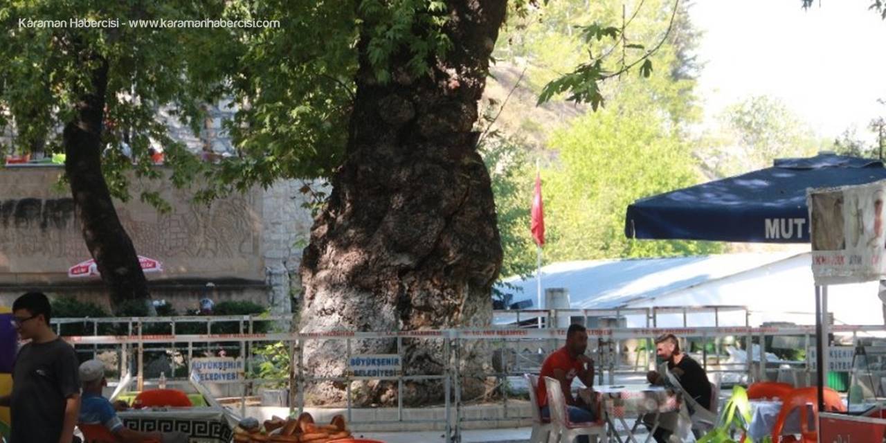 Mut'ta Anıt Ağaç Zararlı Böceğe Teslim Oldu