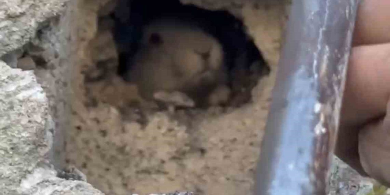 Tahliye Bacasına Düşen Tavşan Kurtarıldı